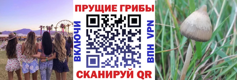 продажа наркотиков  Кадников  Псилоцибиновые грибы Cubensis 
